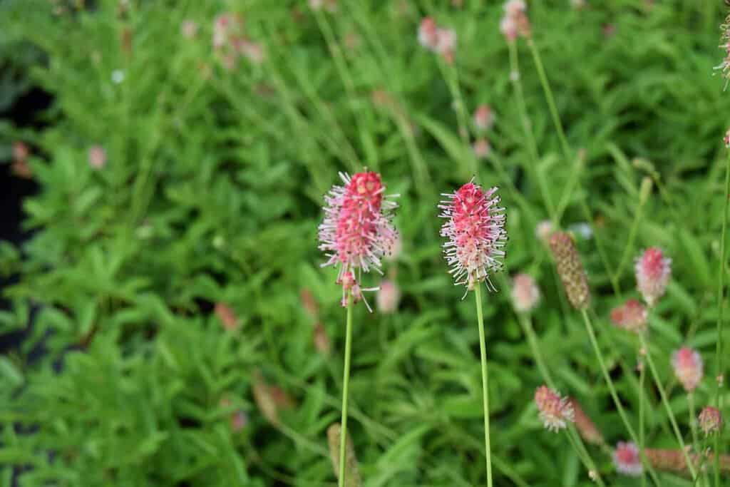 Sanguisorba 'Pink Tanna ---